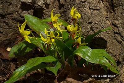 Trout Lilies (Erythronium albidum)