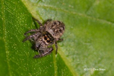 Jumping Spider (Eris sp.) with Prey
