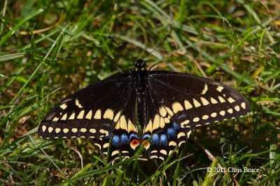 Black Swallowtail male (Papilio polyxenes)