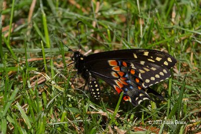 Black Swallowtail male (Papilio polyxenes)