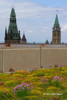 Green Roof on the C.D. Howe Building