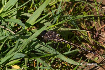 Harlequin Darner (Gomphaeschna furcillata)