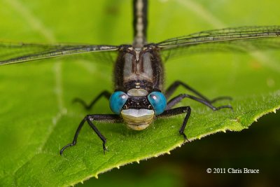 Horned Clubtail (Arigomphus cornutus)