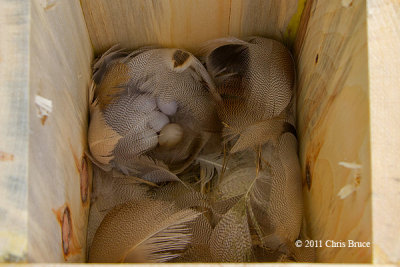 Tree Swallow Nest I