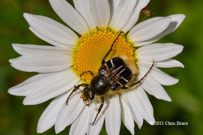 Flower Scarab Beetle (Trichiotinus sp.)