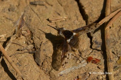 Bee Fly (Bombylius pygmaeus)