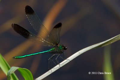 River Jewelwing male (Calopteryx aequabilis)