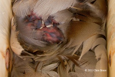 Tree Swallow Nest II