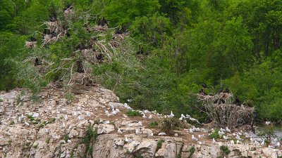 Double-crested Cormorant Nest Colony