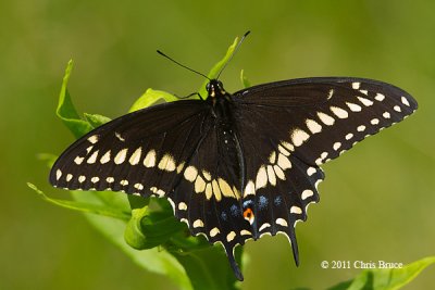 Black Swallowtail male (Papilio polyxenes)