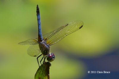 Blue Dasher (Pachydiplax longipennis)