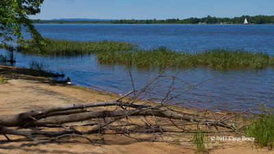 Petrie Island Scenic