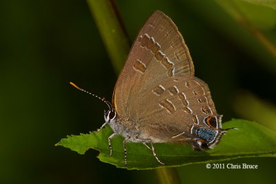 Hickory Hairstreak (Satyrium caryaevorus)