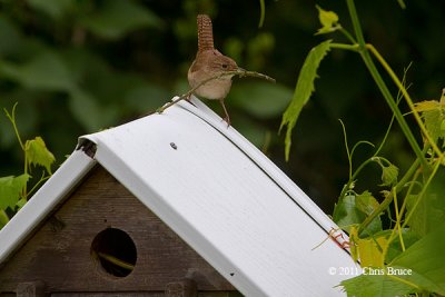 House Wren