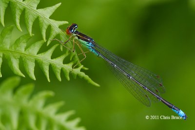 Rainbow Bluet (Enallagma antennatum)