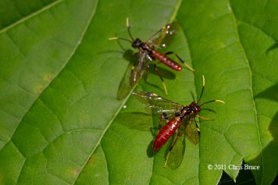 Sawflies (Tenthredinidae)