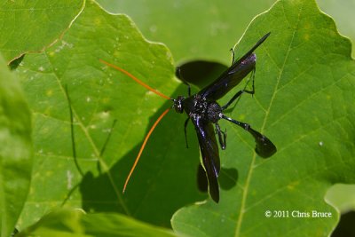 Ichneumon Wasp (Thyreodon atriolor)