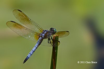 Blue Dasher male (Pachydiplax longipennis)