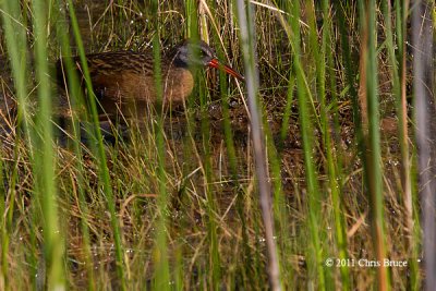 Virginia Rail