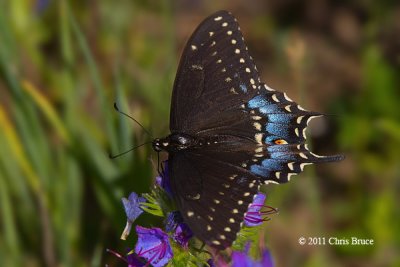 Black Swallowtail female (Papilio polyxenes)