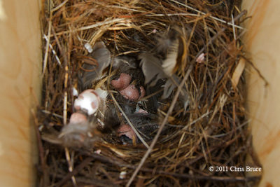 House Wren Nest