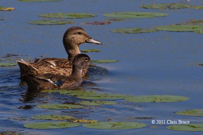 Mallard & Wood Duck