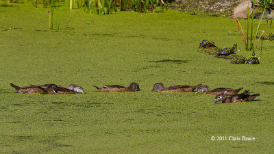 Wood Ducks