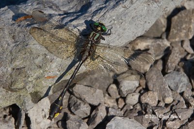 Cobra Clubtail (Gomphus vastus)