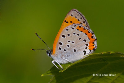 Gossamer-winged Butterflies (Lycaenidae)