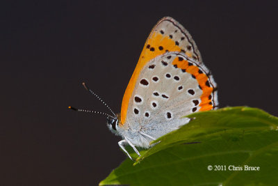 Bronze Copper (Lycaena hyllus)