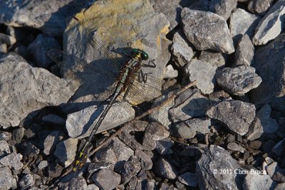 Black-shouldered Spinyleg (Dromogomphus spinosus)