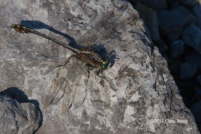 Black-shouldered Spinyleg (Dromogomphus spinosus)