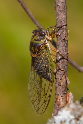 Cicada (Tibicen sp.)
