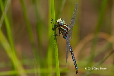 Lance-tipped Darner (Aeshna constricta)