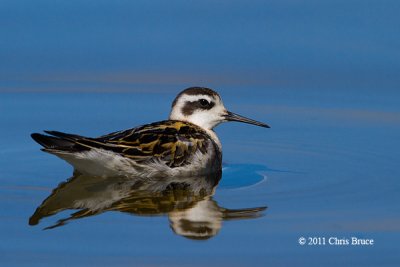 Red-necked Phalarope (fall)