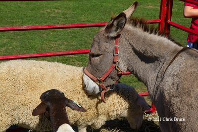 Farm Buddies