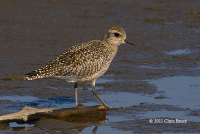 Black-bellied Plover