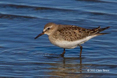 White-rumped Sandpiper