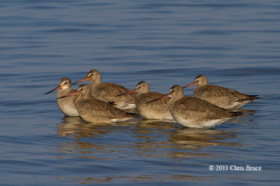 Hudsonian Godwits