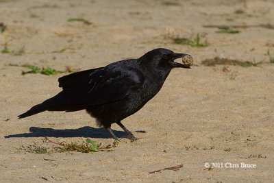 American Crow