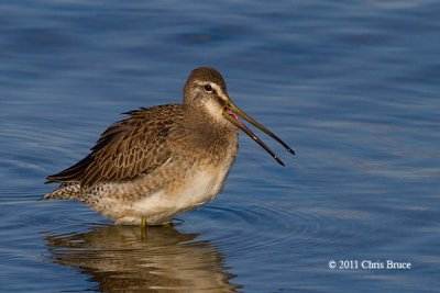 Long-billed Dowitcher