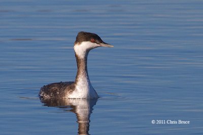 Horned Grebe