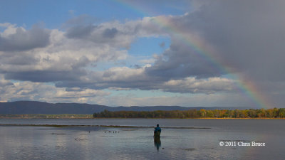 Photographing Shorebirds at Constance Bay