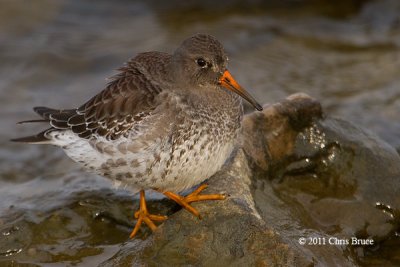 Purple Sandpiper