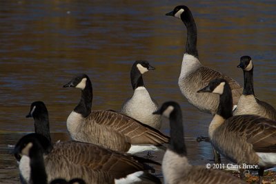 Cackling Goose