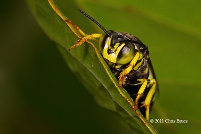 Sand Wasp (Crabronidae)