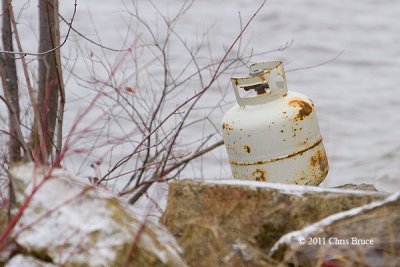 Snowy Owl??