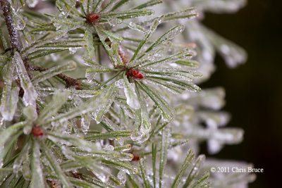 Icy Pine