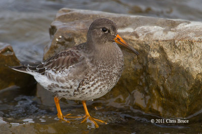 Purple Sandpiper