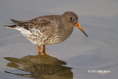 Purple Sandpiper